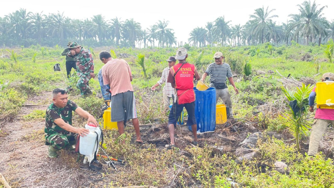 Kolaborasi Koramil 02/BK dan Kadistan Dumai Dalam Penyemprotan Lahan Padi Gogo