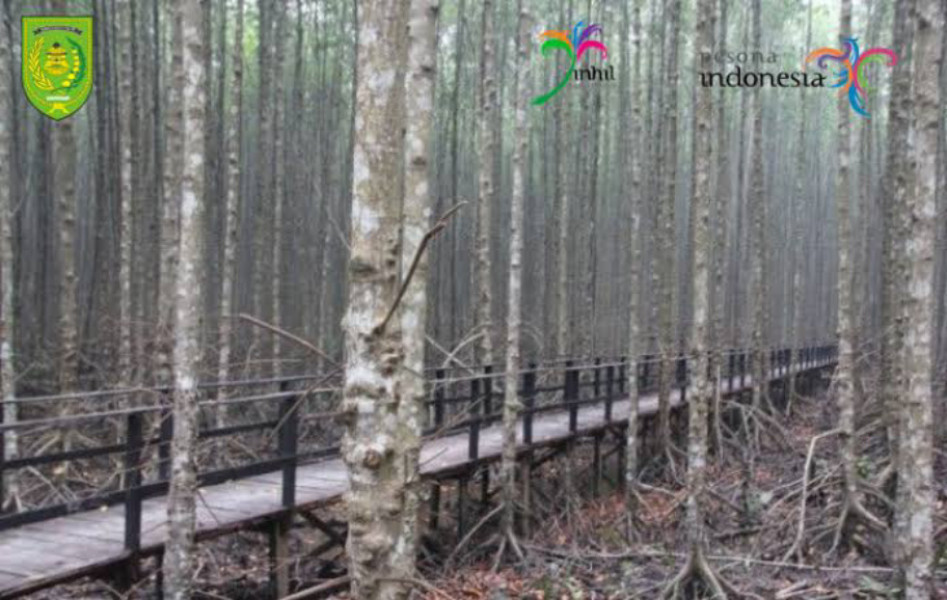 Rasakan Sensasi Jelajah Treking Magrove di Sungai Asam Inhil