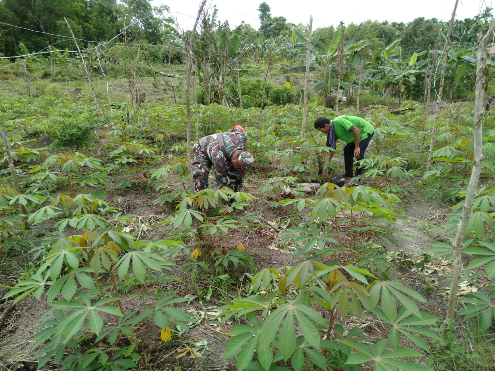 Serka Fahrizal Purba Sambangi Petani Singkong