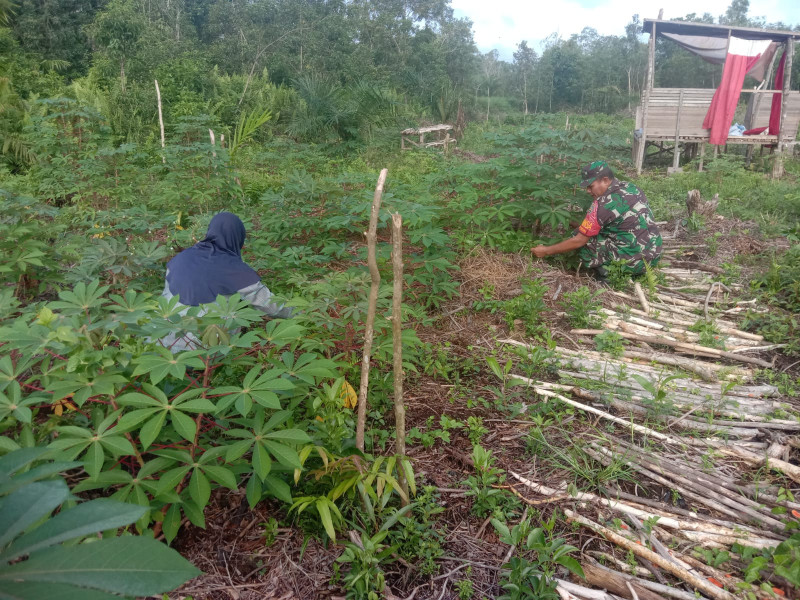 Fokuskan Penanaman Singkong, Serda Agustinus Laksanakan Pendampingan