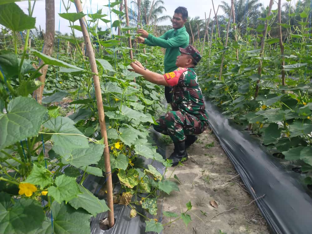 Dorong Peningkatan Nilai Ekonomis Hasil Pertanian, Babinsa Laksanakan Pendampingan