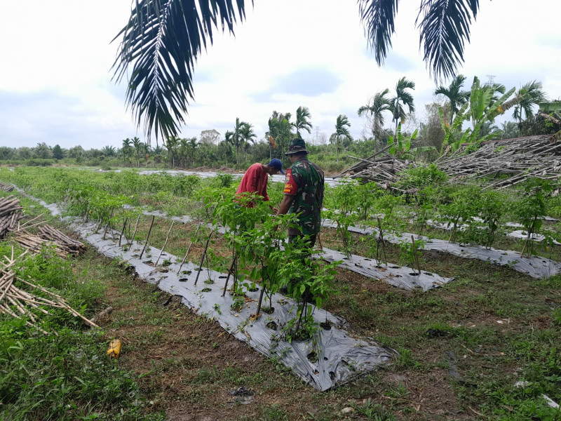 Serda Cerzakatno Sambangi Petani Cabe