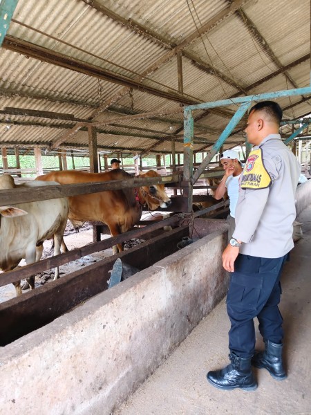 Monitoring Intensif Peternakan Sapi, Bhabinkamtibmas Dorong Hasil Produksi Lebih Optimal Untuk Mendukung Ketahanan Pangan