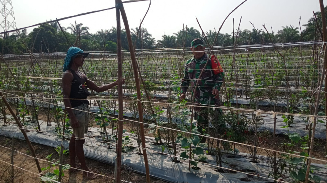 Sertu Sareh Dampingi Petani Cabe di Wilayah Binaannya