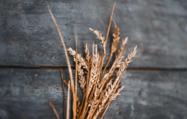 Penuhi Pasokan Dalam Negeri, India Larang Ekspor Gandum