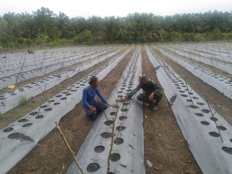 Koptu Erwan Dampingi Petani Cabe Keriting