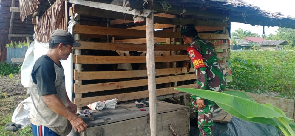 Giat Cegah PMK Oleh Serda C.J Silalahi