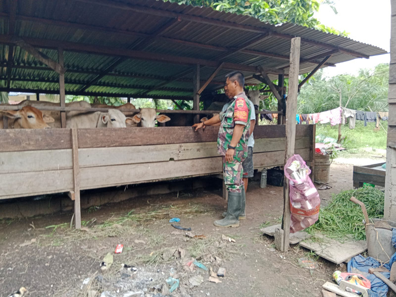 Babinsa Kelurahan Sei Geniot Laksanakan Sosialisasi Pencegahan PMK