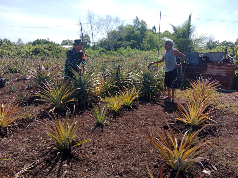 Sertu Mahyudin Sambangi Petani Nenas