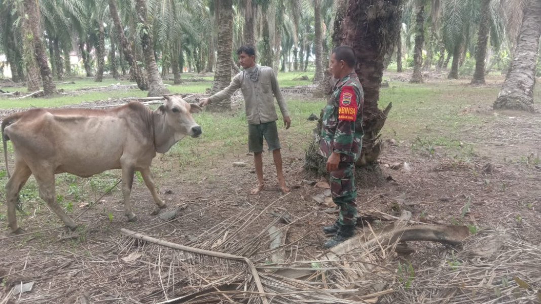 Giat Cegah PMK Oleh Sertu Jainal Arifin