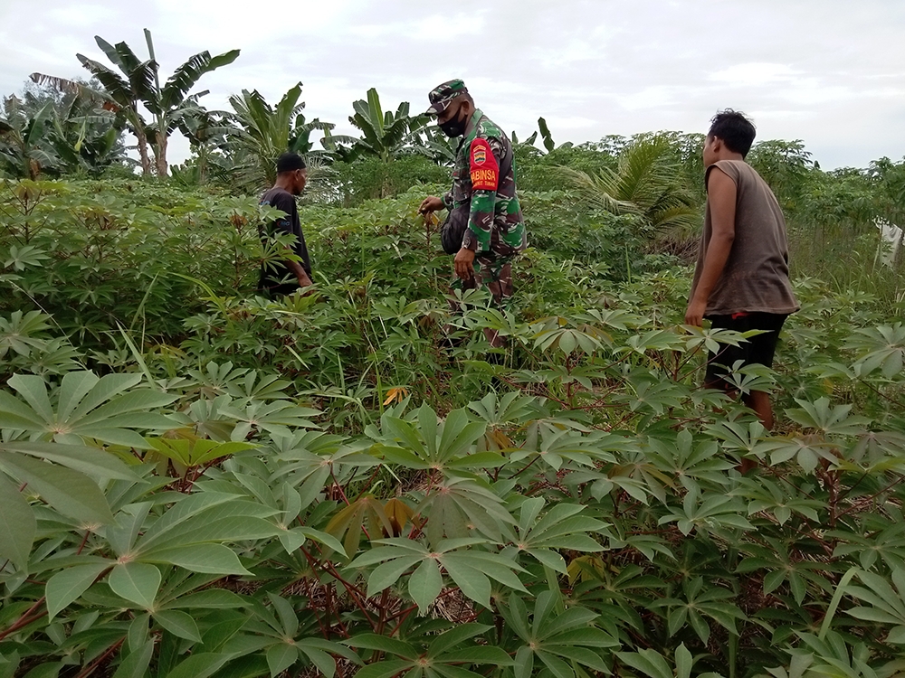 Serka Fahrizal Purba Dampingi Petani Singkong
