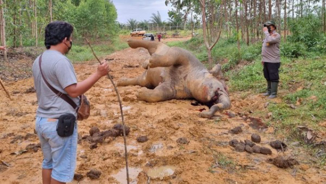 Gajah Liar Ditemukan Mati di Bengkalis, Kondisinya Memprihatinkan