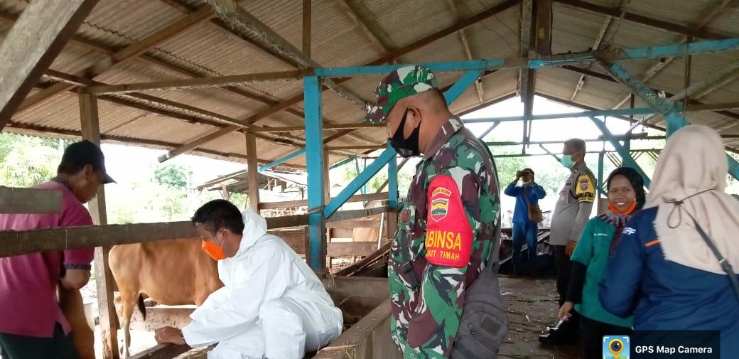 Serka Purba Dampingi Penyuntikan Cegah PMK