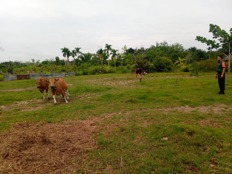 Cek Kesehatan Hewan Ternak, Serda Ade D Purba Datangi Peternak Desa Sungai Anak Kamal