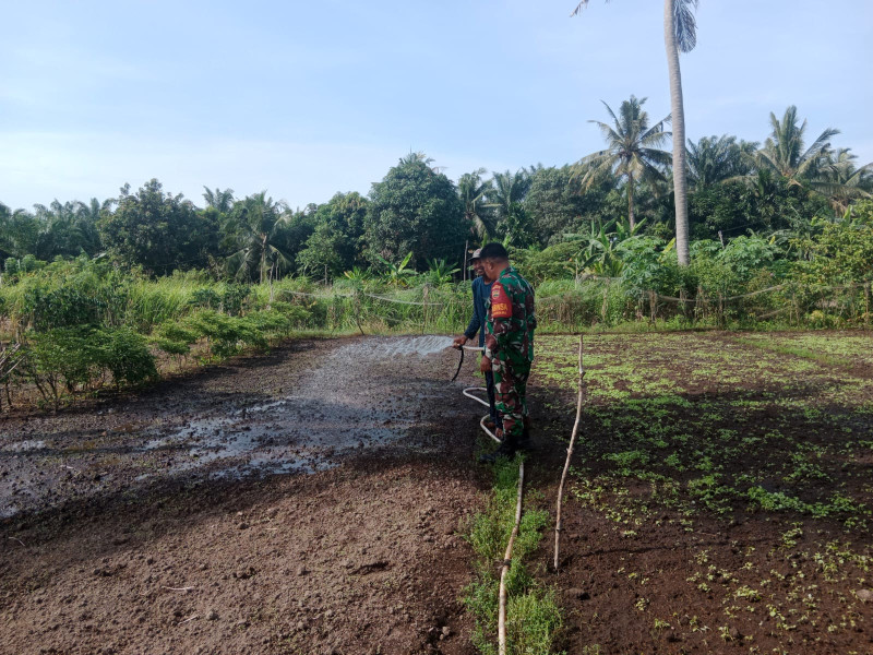 Babinsa Koramil-01/Dumai Bantu Petani Cabe di Kelurahan Purnama Tingkatkan Hasil Panen