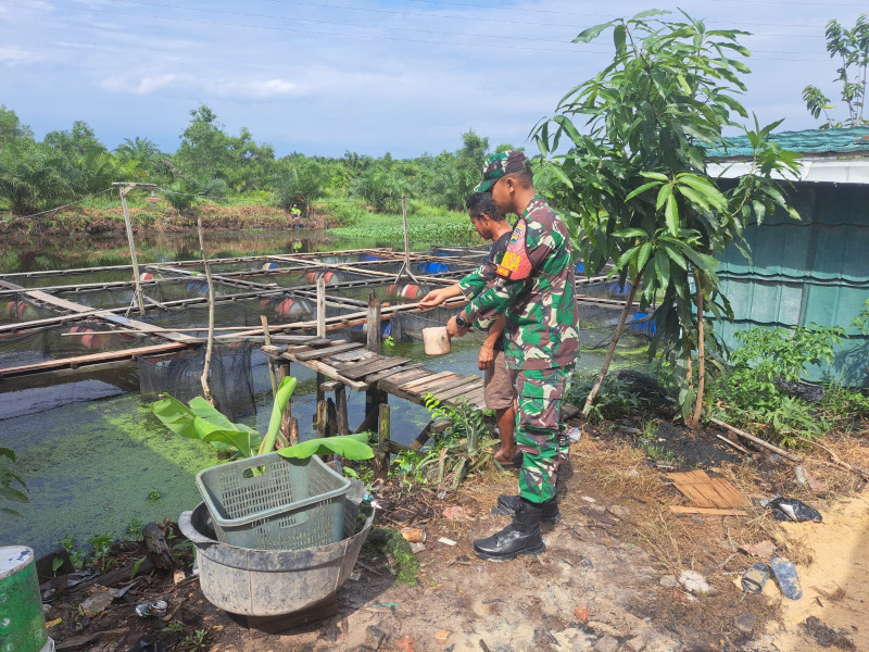 Kontribusi Nyata Babinsa Serda Andri Widodo Dalam Mendampingi Peternak Lele