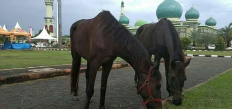 Wisata Berkuda di Masjid Annur Selama Ramadhan