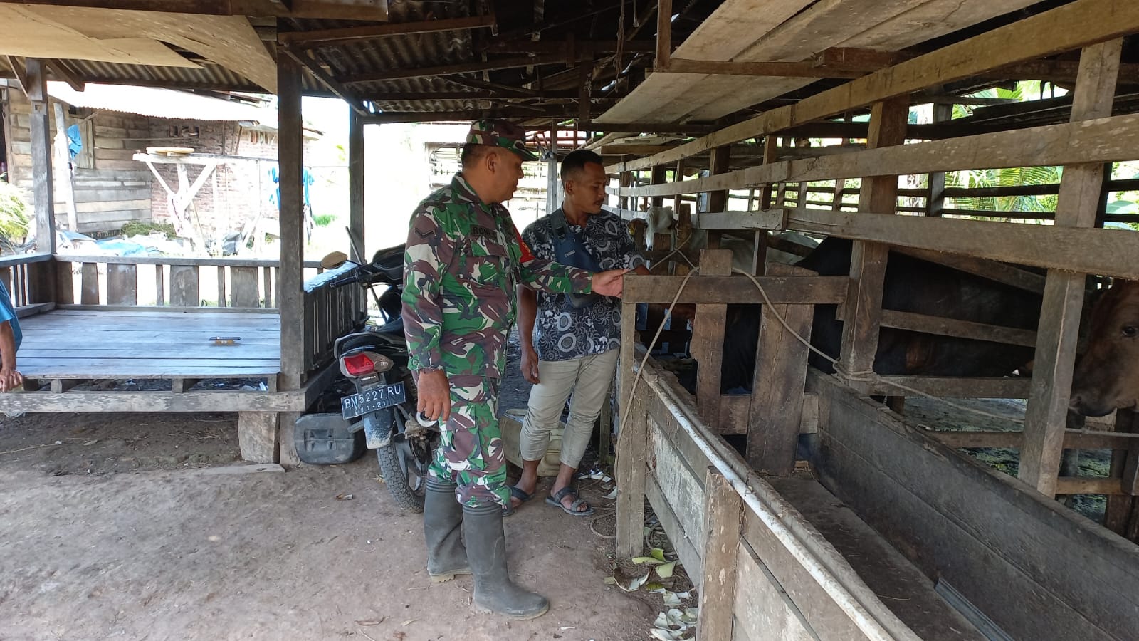 Serda Roni Sandra Dampingi Peternak, Cegah PMK