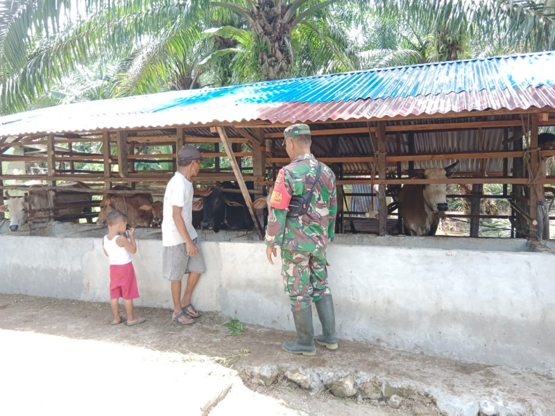 Himbauan Serda Bambang Irwanto Untuk Mengantisipasi PMK