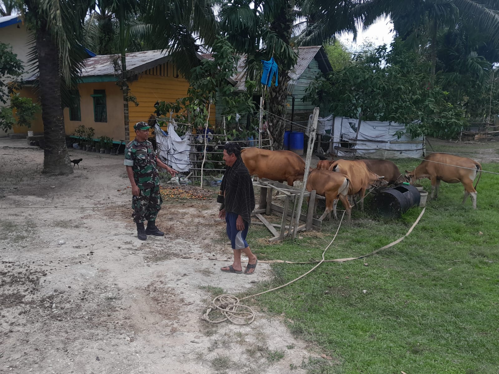 Koramil PWK 04 Melalui Sertu Aslim Lubis Berikan Sosialisasi Cegah PMK