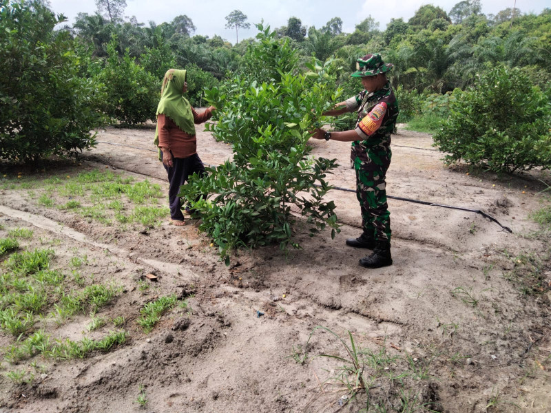 Sertu Sugianto Berikan Pendampingan Tanaman Jeruk Nipis di Dumai Barat