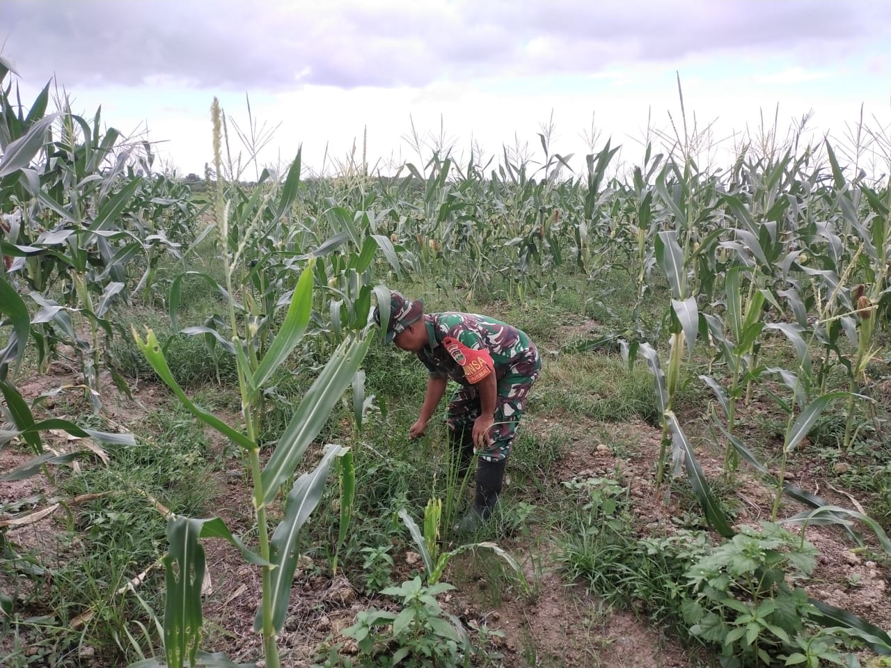 Persiapan Memasuki Panen Jagung, Babinsa Tanjung Penyembal Turun ke Ladang 