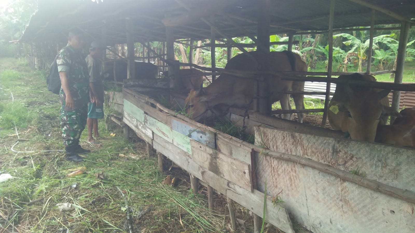 Serda Cerza Katno Pantau Kegiatan Peternak Untuk Mencegah PMK