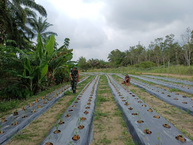 Tingkatkan Keterampilan Petani Cabe Merah, Serka M Aslim Lubis Berikan Edukasi