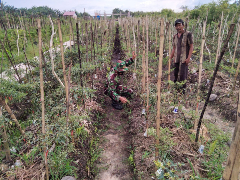 Babinsa Koramil-01/Dumai Dorong Ketahanan Pangan Dengan Pendampingan Tanaman Cabe