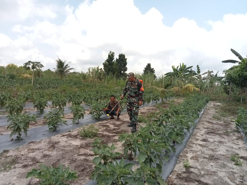 Serka Fahrizal Purba Dampingi Petani Terong Diet