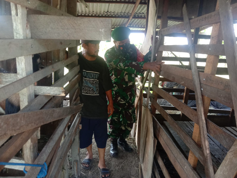 Serda Agustinus Dampingi Peternak Guna Cegah PMK