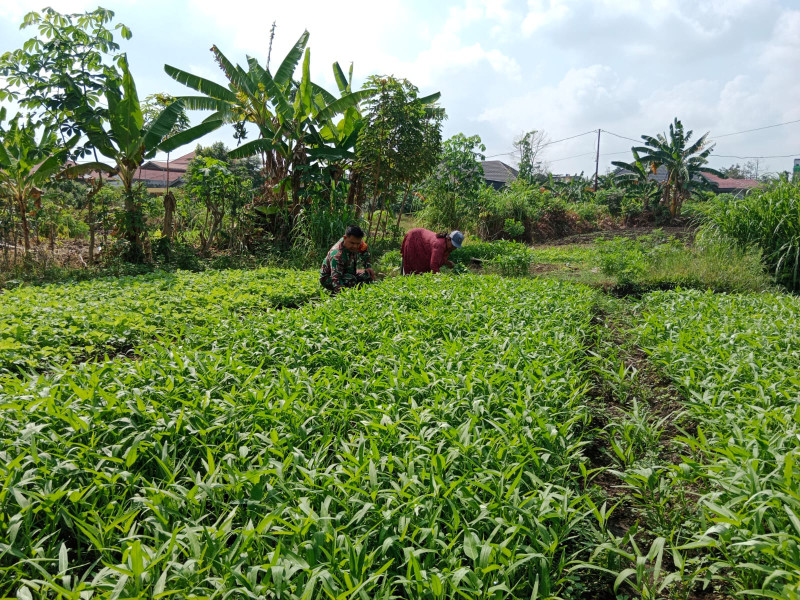 Petani Kangkung Senang Mendapatkan Pendampingan Dari Sertu Mahyudin