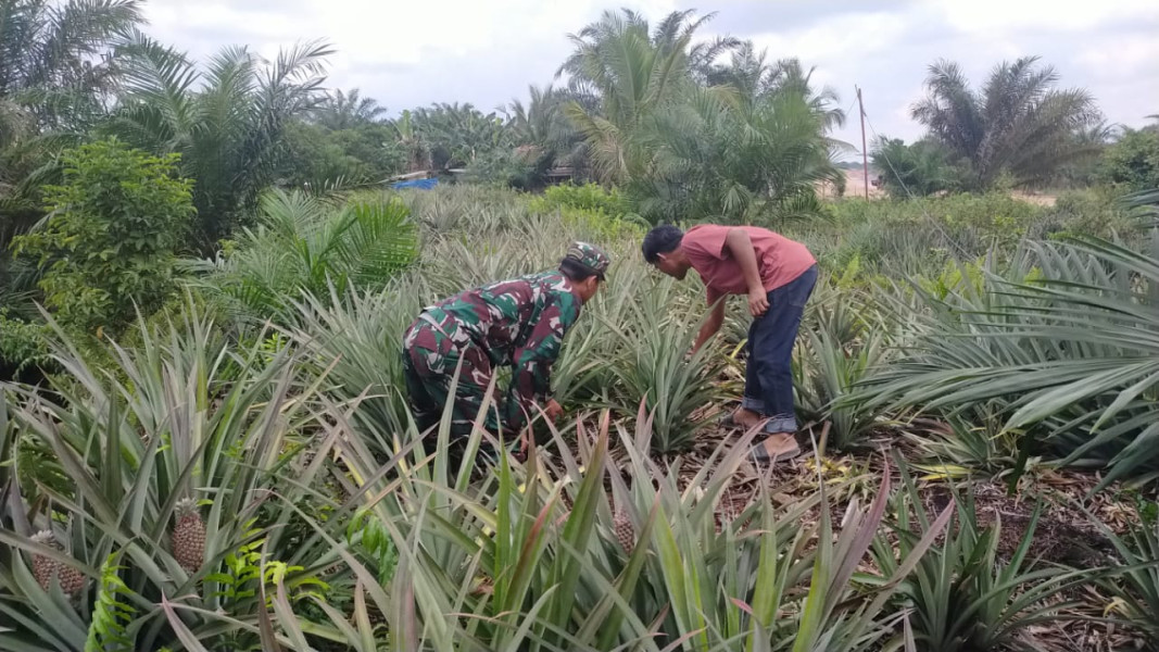 Babinsa Koramil 03 Serda Iwan Sahputra Membangun Kemandirian Petani Melalui Tanaman Nanas di Bangsal Aceh