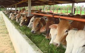 Wow... 1100 Sapi di Inhu Diasuransikan