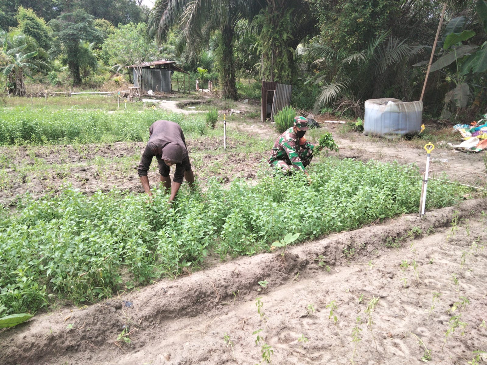 Babinsa Koramil 01 Berikan Edukasi Kepada Petani