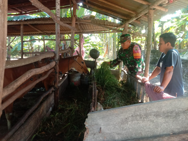 Serda Agustinus Ingatkan Peternak Agar Selalu Waspada Terhadap PMK