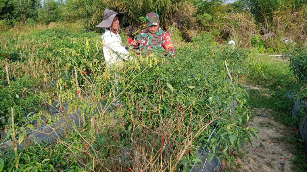 Pendampingan Kepada Petani Cabe Kering Oleh Babinsa