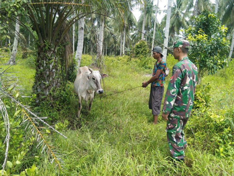 Koptu Erwan Berikan Pengarahan Kepada Peternak Terkait PMK