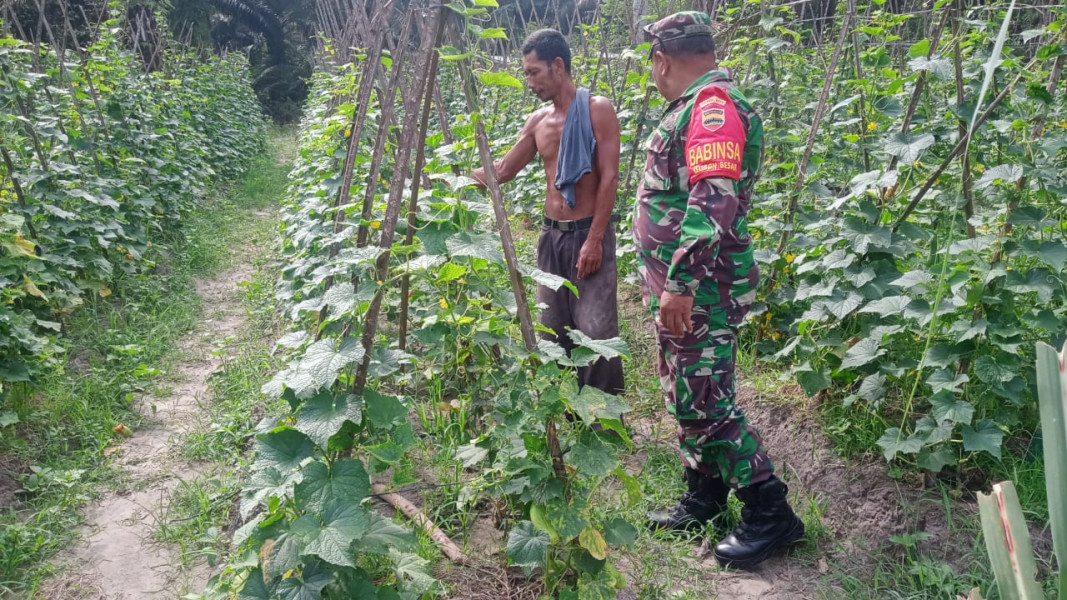 Sertu Sareh Mendampingi Petani Timun di Wilayah Binaannya