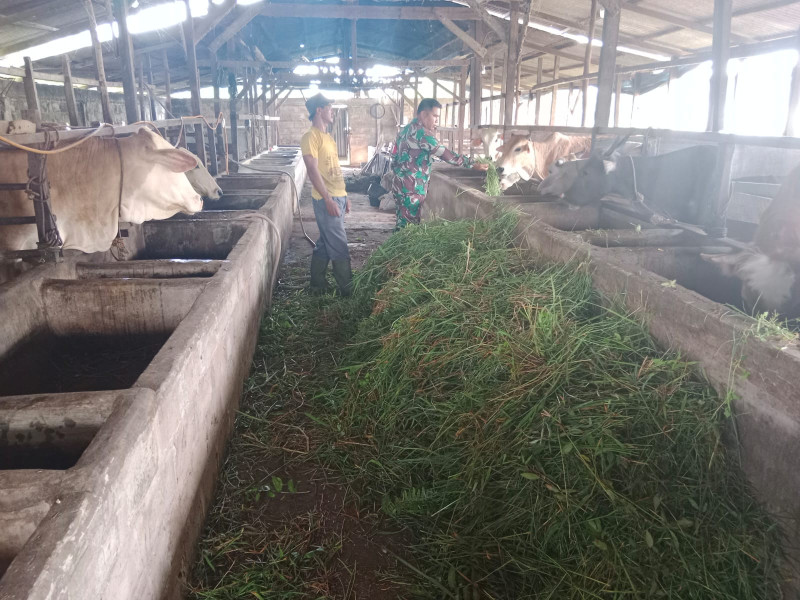 Sertu Mahyudin Berikan Pemahaman Kepada Peternak Terkait PMK