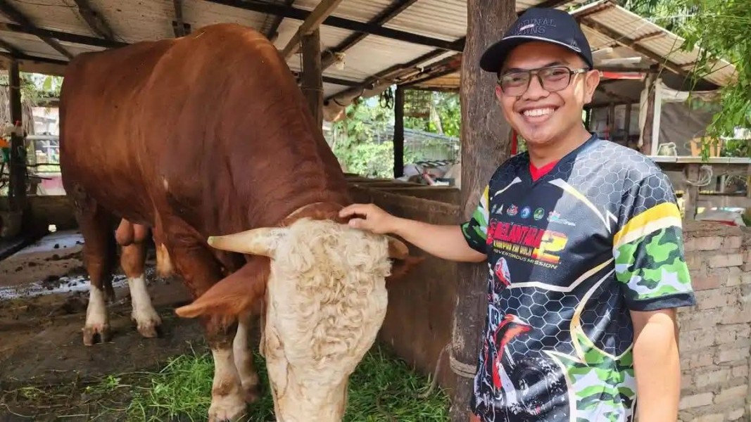 Sesuai Namanya, Samson Jadi Sapi Terberat di Dumai, Terpilih Sebagai Kurban Presiden Prabowo Tahun 2026
