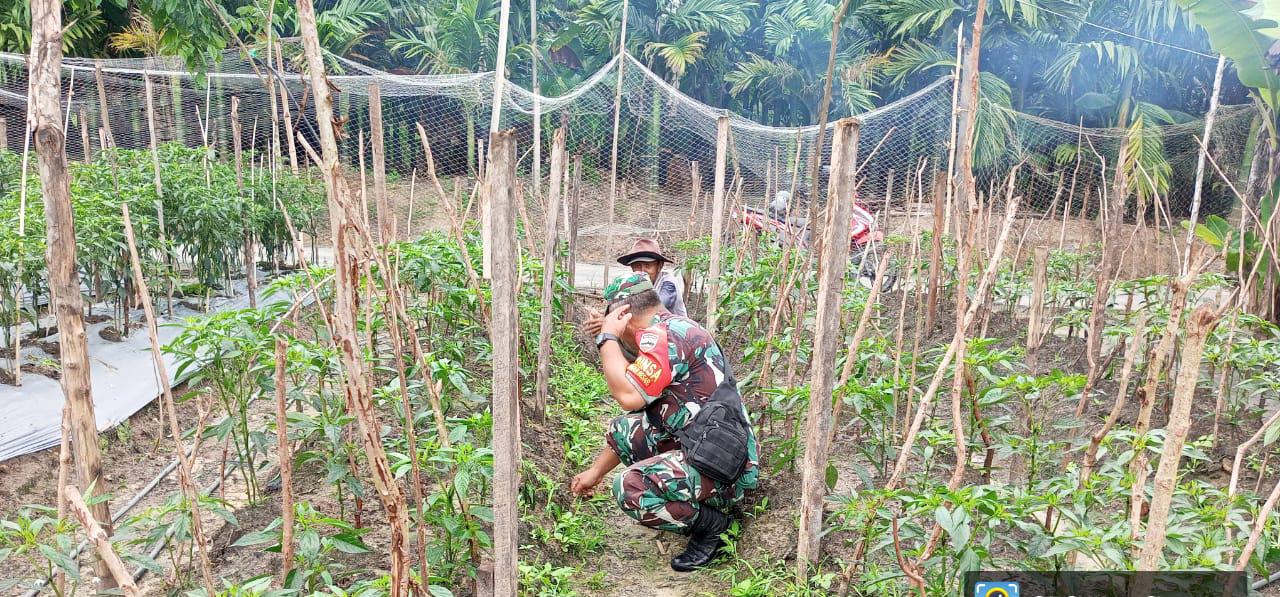 Temui Petani, Serma Zul Efendi Laksanakan Ini