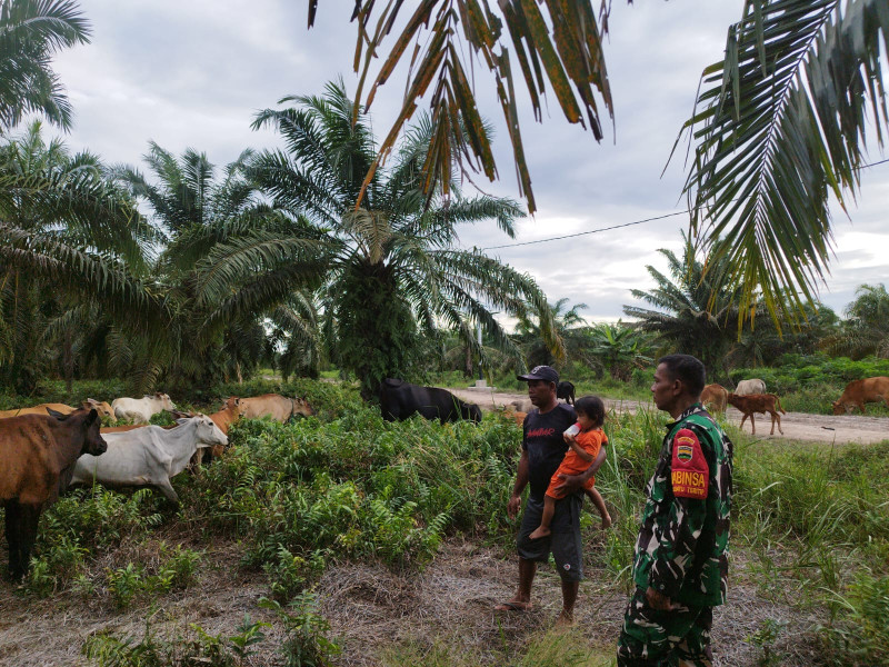 Serda Miftah Sosialisasikan Pencegahan PMK kepada Peternak Sapi di Batu Tritip