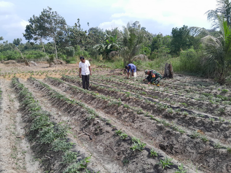 Budidaya Uni Jalar Yang Baik, Serma Fahrizal Purba Lakukan Pendampingan