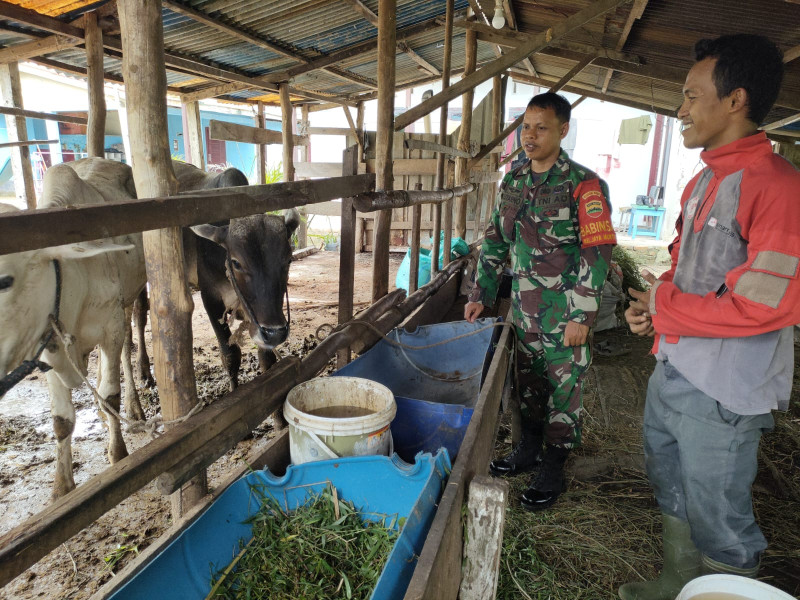 Sosialisasi Pencegahan PMK Dilakukan Sertu Sutarno
