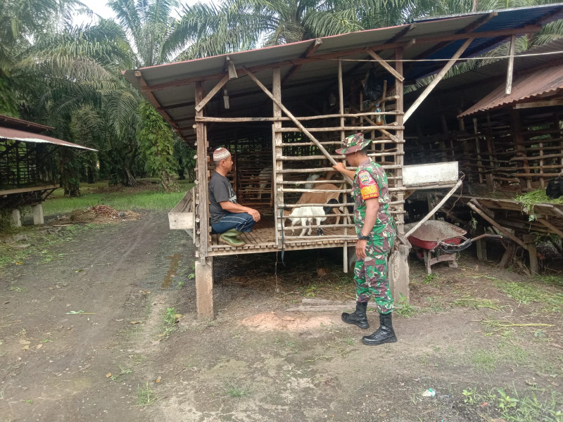 Pencegahan PMK dan Pelaksanaan Komsos Oleh Serda Priyo Sudarmo