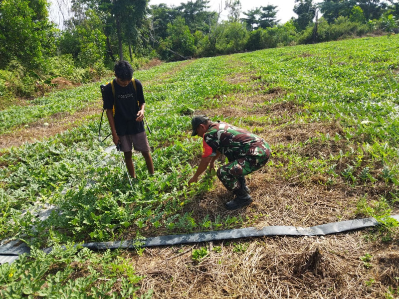 Sertu Abu Kosim Melaksanakan Pendampingan Kepada Petani Semangka