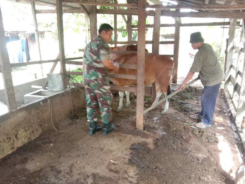 Pencegahan PMK Oleh Sertu Jainal Arifin
