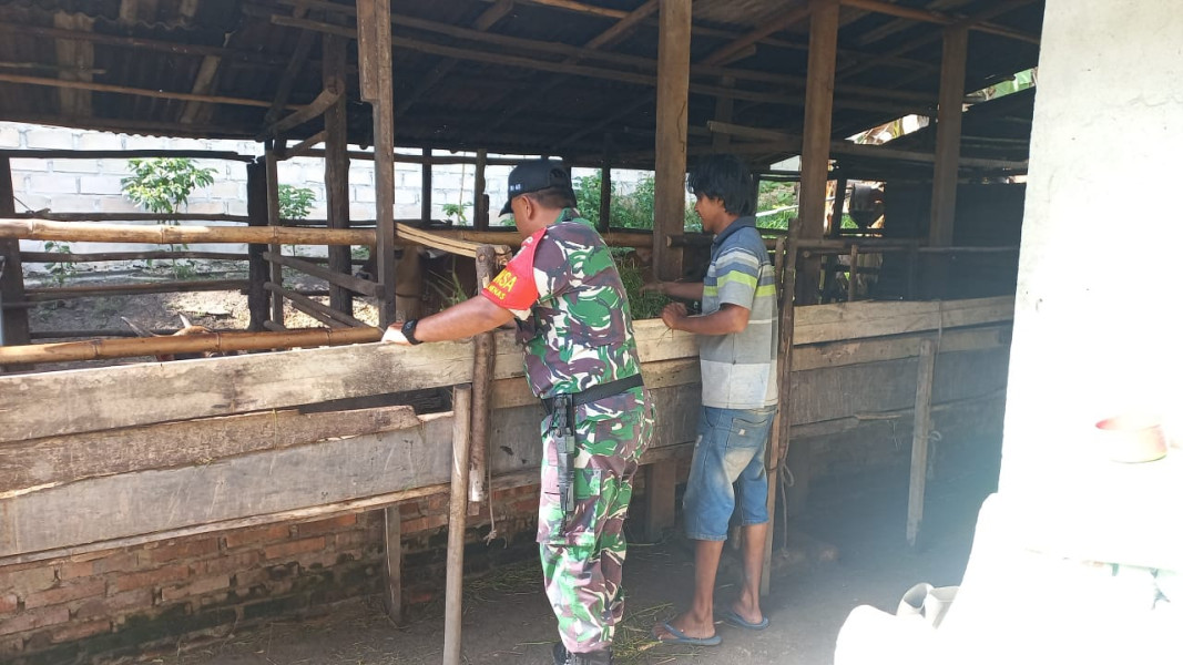 Babinsa Bukit Nenas Dampingi Peternak Sapi dalam Sosialisasi PMK