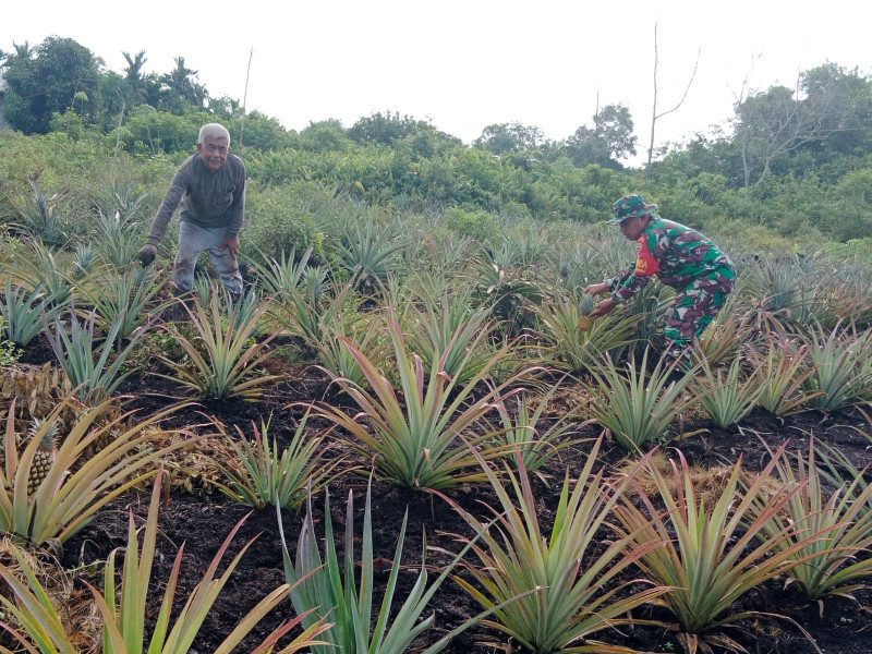 Sertu Mahyudin Dampingi Petani Nenas di Wilayah Binaannya